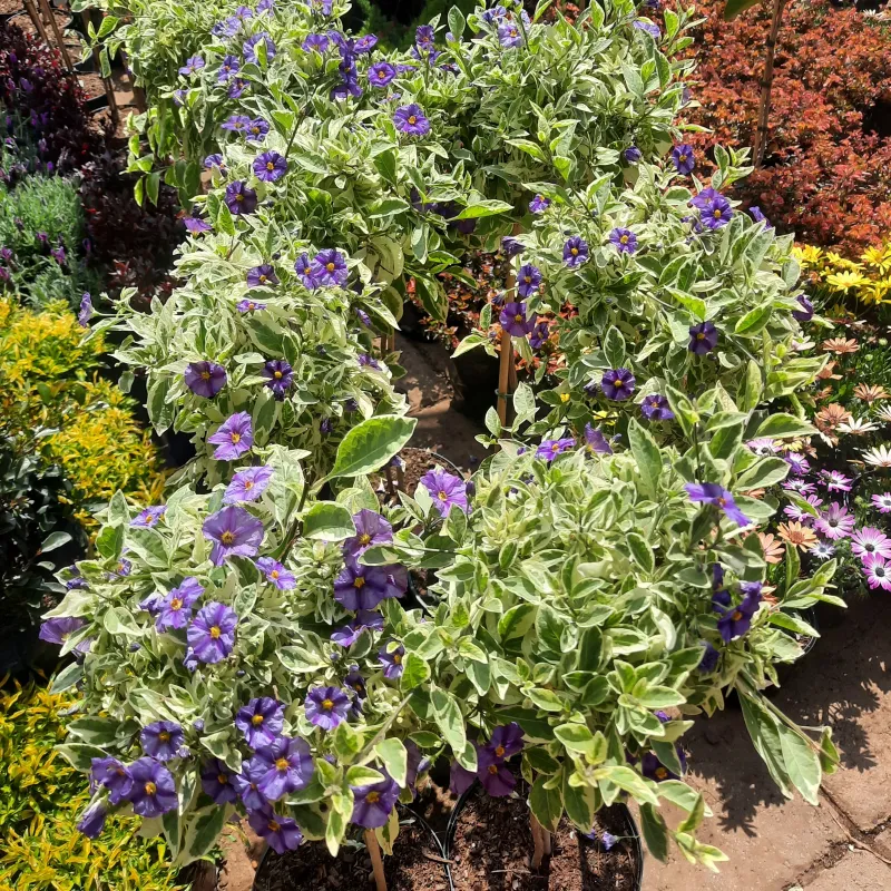 Lycianthus Rantonnetii Variegata "Variegated Purple Solanum" Patio Standard 19cmPot