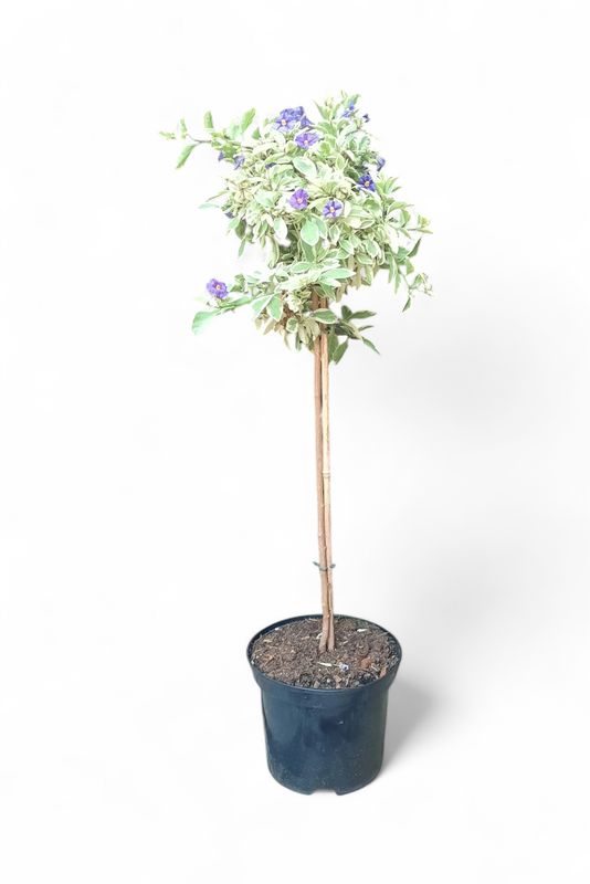 Lycianthus Rantonnetii Variegata "Variegated Purple Solanum" Patio Standard 19cmPot