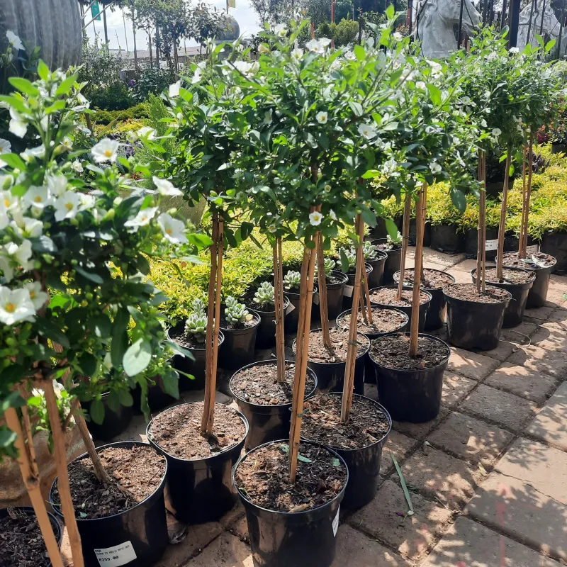 Lycianthes Rantonnetii Alba "White Solanum" Patio Standard 19cmPot H800mm