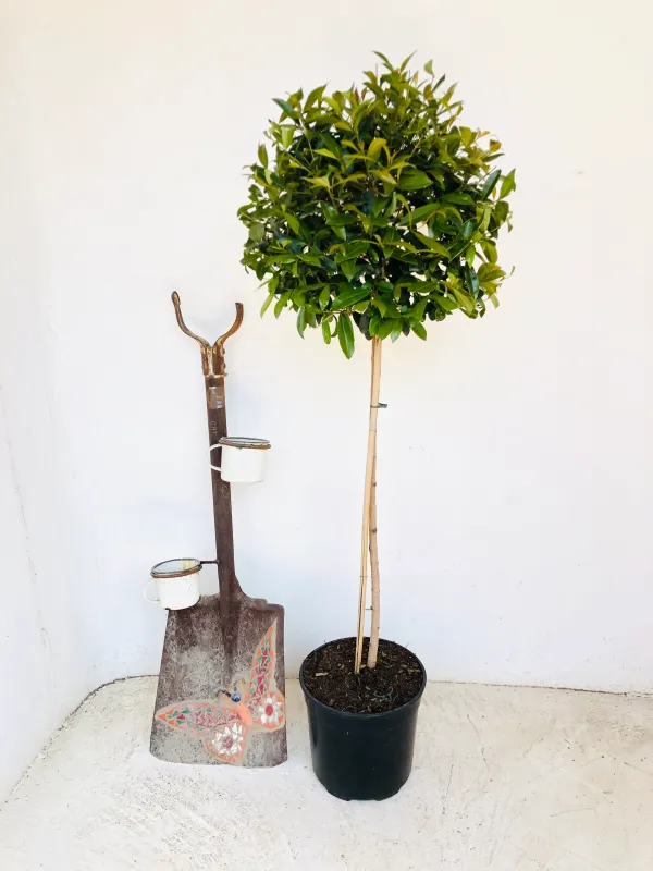 Syzygium Paniculatum "Australian brush cherry" Standard 900mm