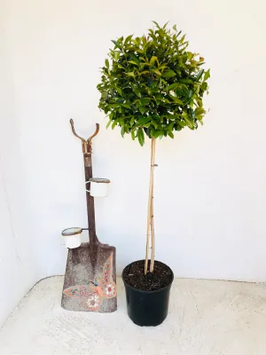 Syzygium Paniculatum "Australian brush cherry" Standard 900mm