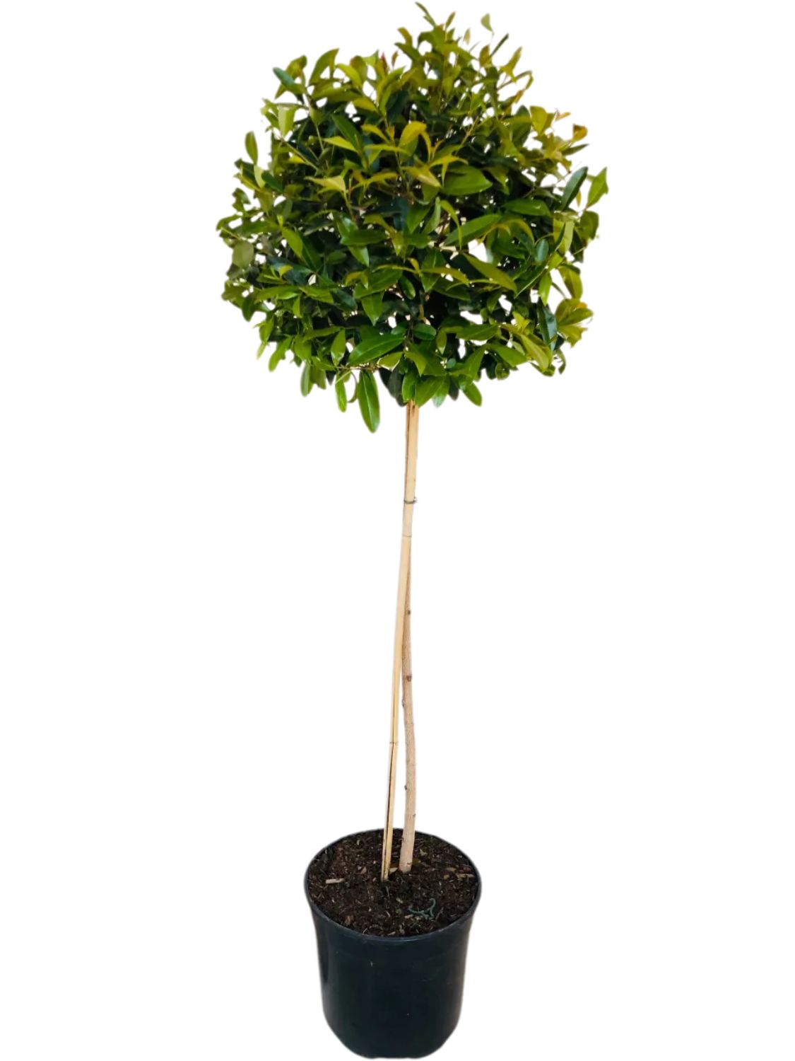 Syzygium Paniculatum "Australian brush cherry" Standard 900mm