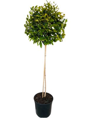 Syzygium Paniculatum "Australian brush cherry" Standard 900mm