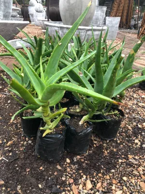Aloe Arborescens "Yellow Krantz Aloe" 5Liter