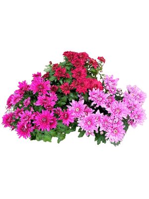 Chrysanthemum x Morifolium "Mixed Colours" 14cmPot