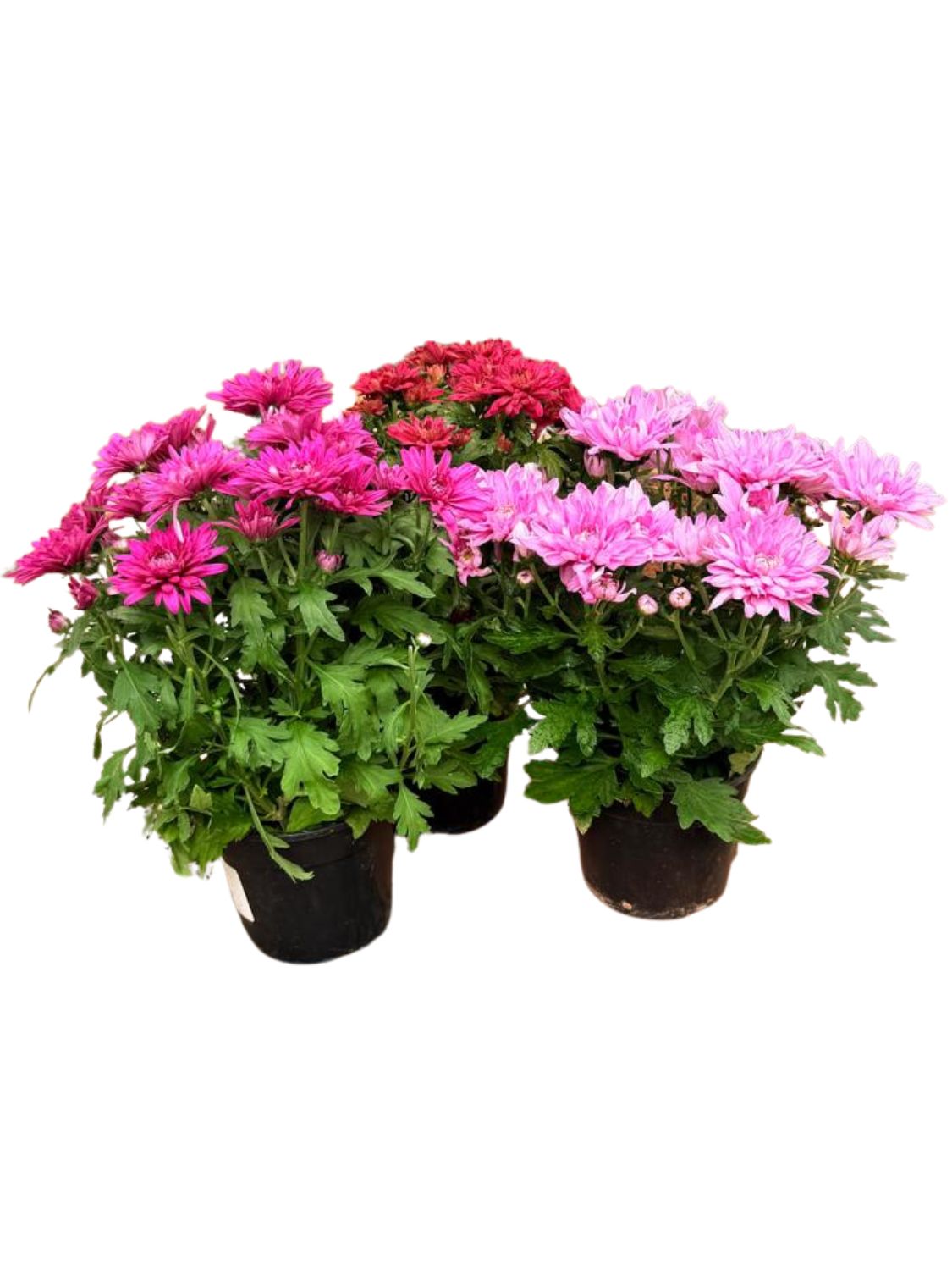 Chrysanthemum x Morifolium "Mixed Colours" 14cmPot