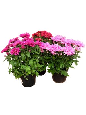 Chrysanthemum x Morifolium "Mixed Colours" 14cmPot