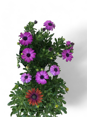 Osteospermum Ostica "African Daisy" 15cmPot
