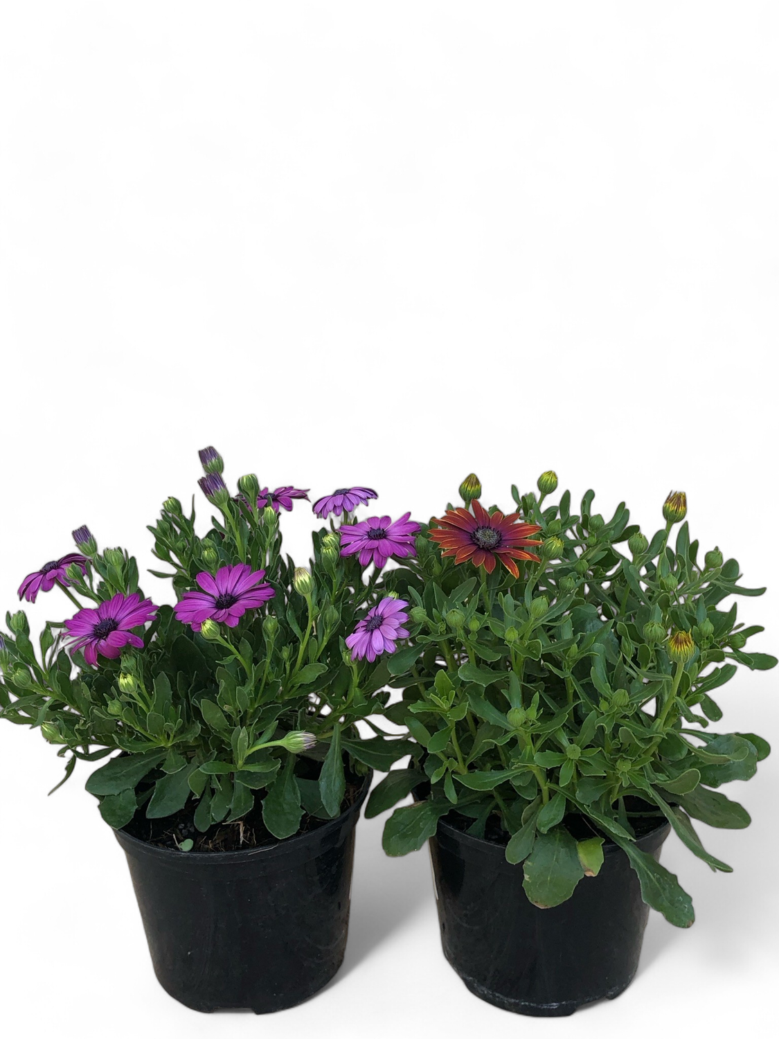 Osteospermum Ostica "African Daisy" 15cmPot