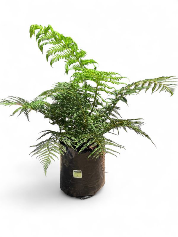 Dicksonia Antarctica "Tasmanian Tree Fern" 20Liters