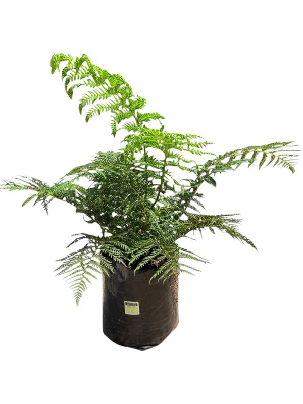 Dicksonia Antarctica "Tasmanian Tree Fern" 20Liters