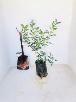 Murraya Exotica "Orange Jasmine" 10 Liters