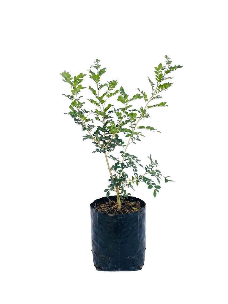 Murraya Exotica "Orange Jasmine" 10 Liters