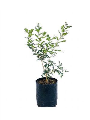 Murraya Exotica "Orange Jasmine" 10 Liters