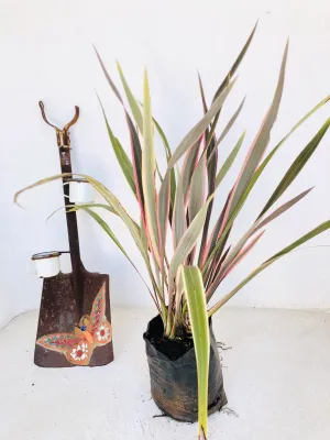 Phormium 'Pink Stripe' 10 liters