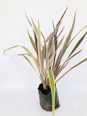 Phormium 'Pink Stripe' 10 liters