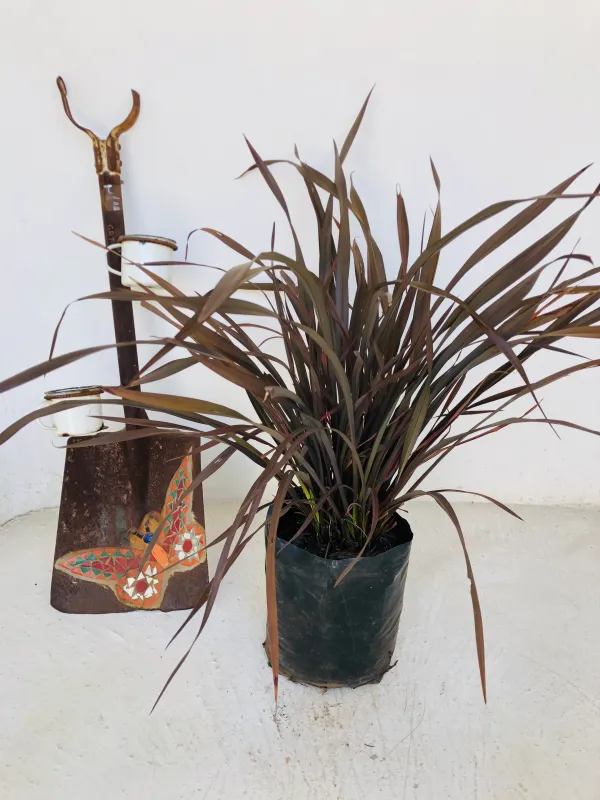Phormium Tenax "Rubra" 10Liters