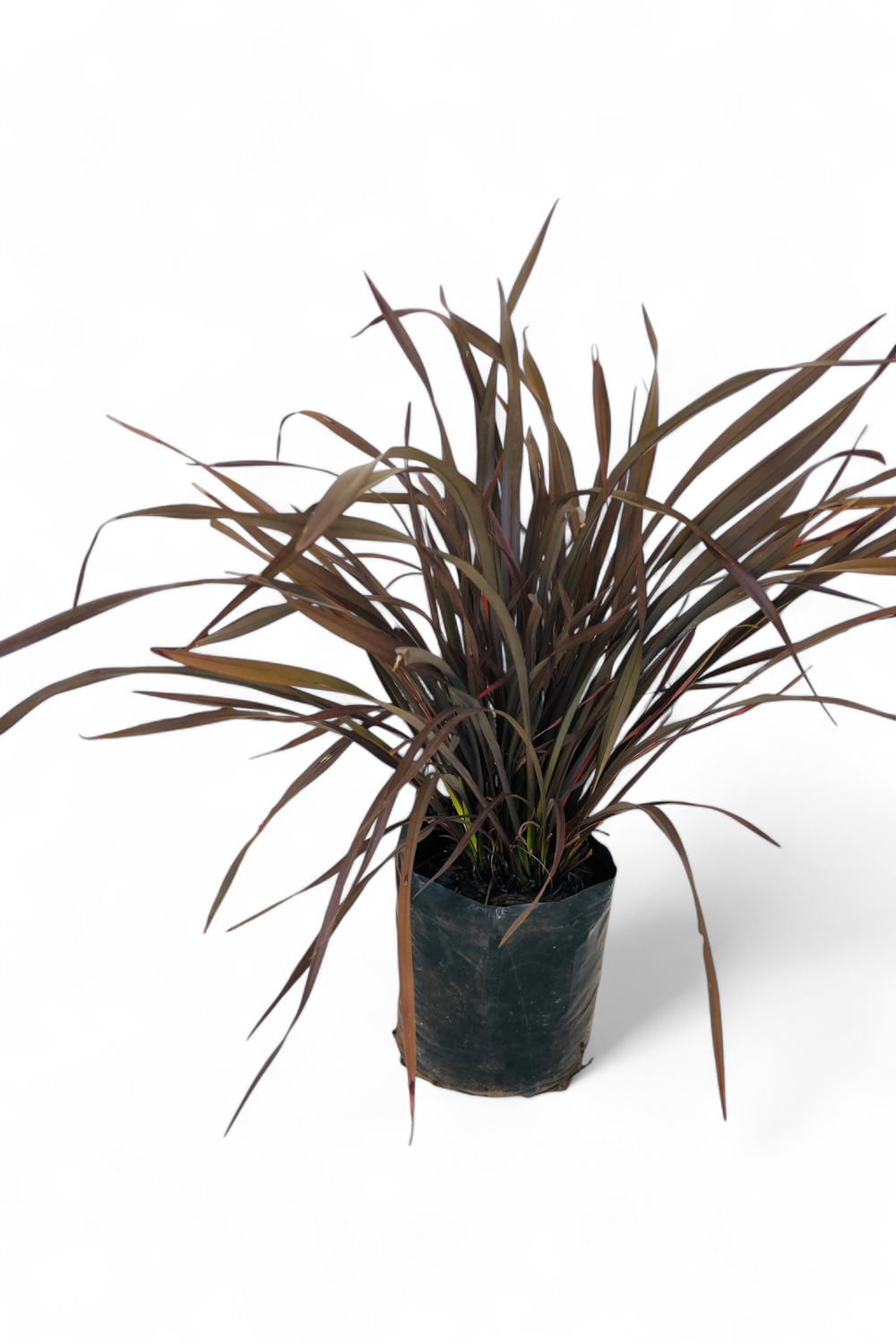 Phormium Tenax "Rubra" 10Liters