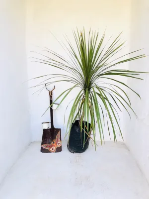 Cordyline Australis "Cabbage Tree" 20Liter