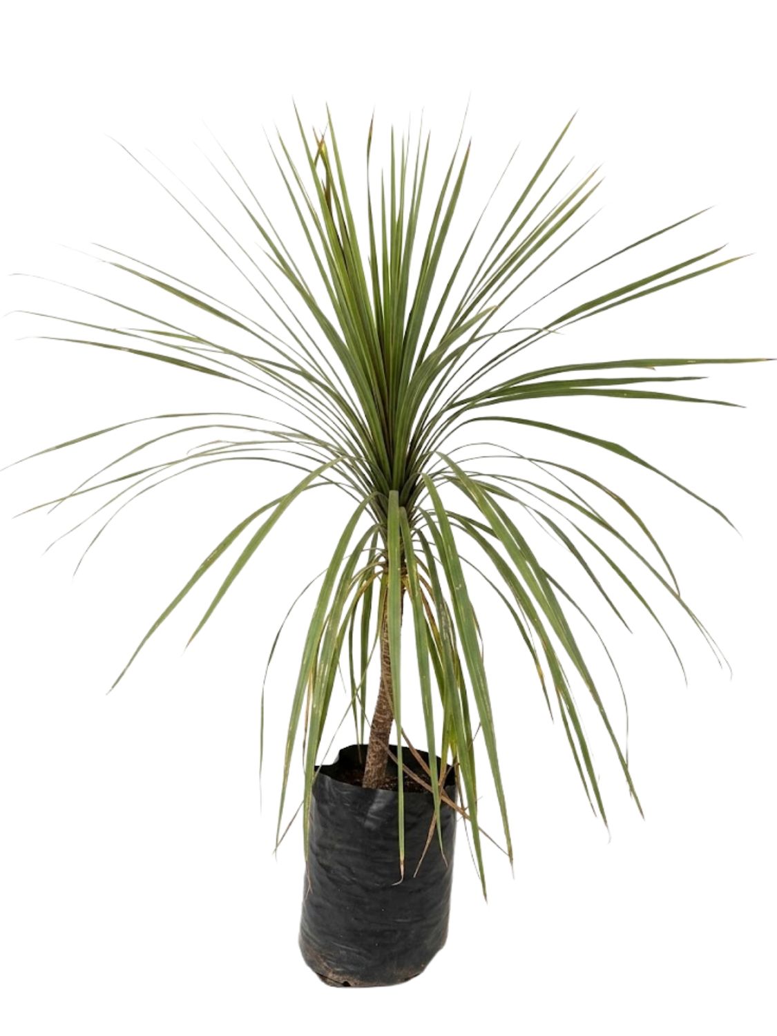 Cordyline Australis "Cabbage Tree" 20Liter