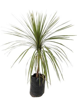 Cordyline Australis "Cabbage Tree" 20Liter