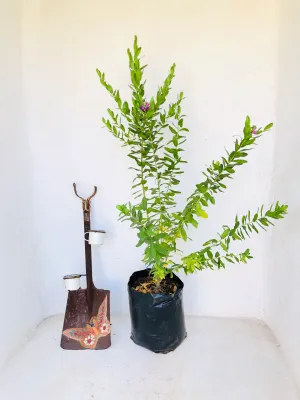 Polygala Myrtifolia "Myrtle Leaf Milkwort" 20Liter