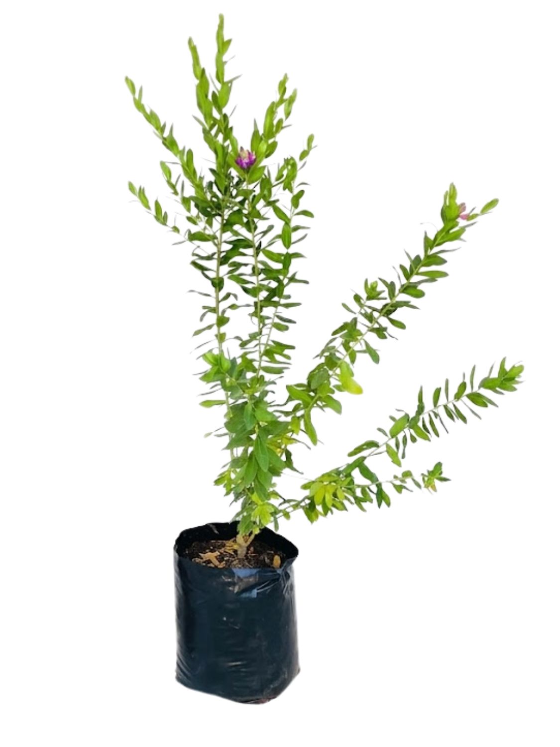 Polygala Myrtifolia "Myrtle Leaf Milkwort" 20Liter