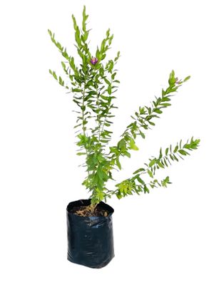 Polygala Myrtifolia "Myrtle Leaf Milkwort" 20Liter