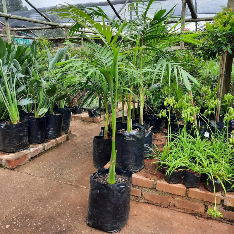 Archontophoenix Cunninghamiana "Seaforthia Palm" 20Liter