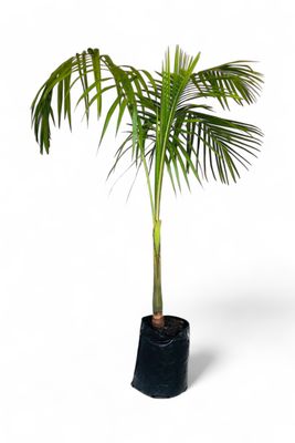 Archontophoenix Cunninghamiana "Seaforthia Palm" 20Liter