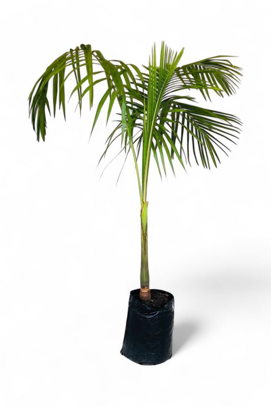 Archontophoenix Cunninghamiana "Seaforthia Palm" 20Liter