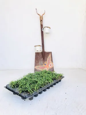 Ophiopogon Japonicus "Mondo grass  Kyoto Dwarf "45xpack