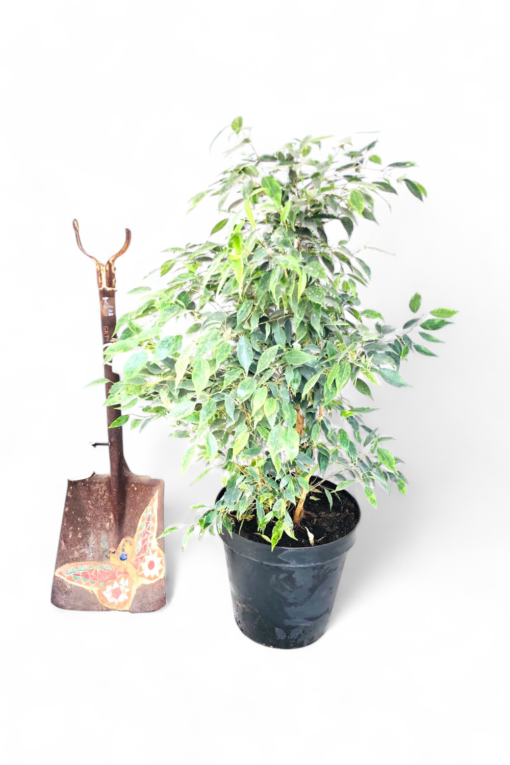 Ficus Benjamina "Lemon Lime Ficus" 25cmPot
