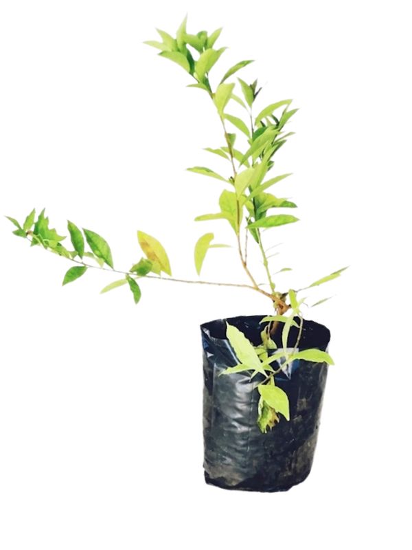 Brunsfelsia Floribunda "Yesterday Today &amp; Tomorrow" 10 liter