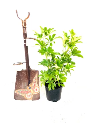 Schefflera Arboricola "Umbrella Plant" 19cmPot