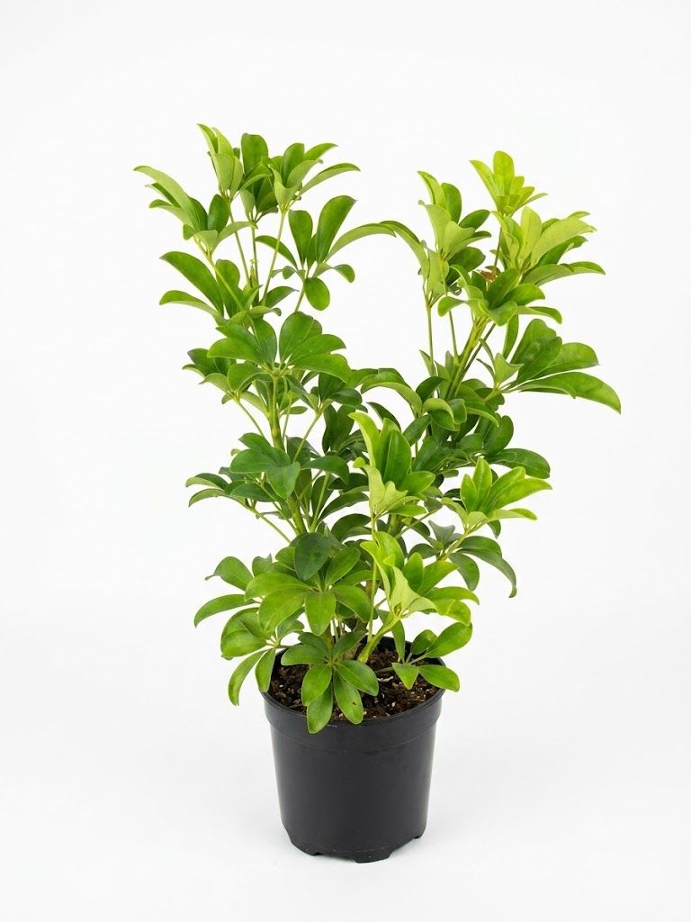 Schefflera Arboricola "Umbrella Plant" 19cmPot