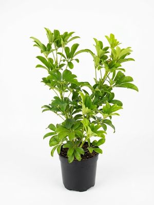 Schefflera Arboricola "Umbrella Plant" 19cmPot