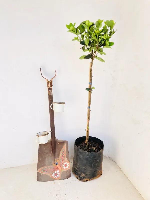 Gardenia Jasminoides "Belmont" 11Liter Standard  H1 meter