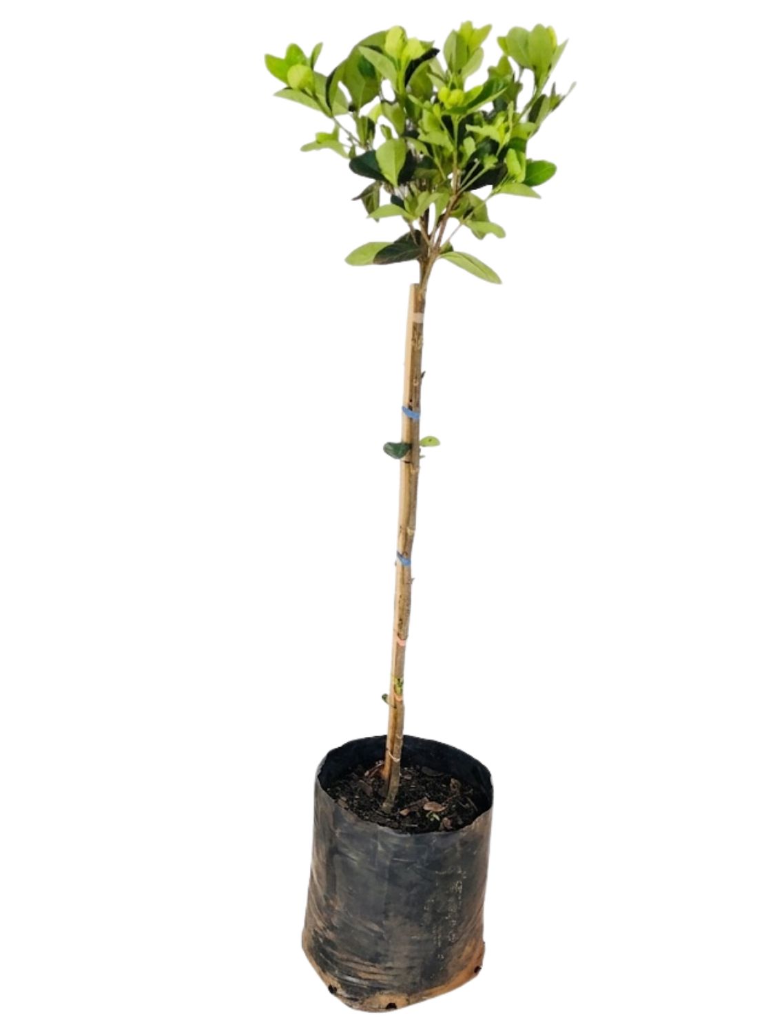 Gardenia Jasminoides "Belmont" 11Liter Standard  H1 meter