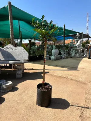 Murraya Exotica "Orange Jasmine" Standard 10Liter