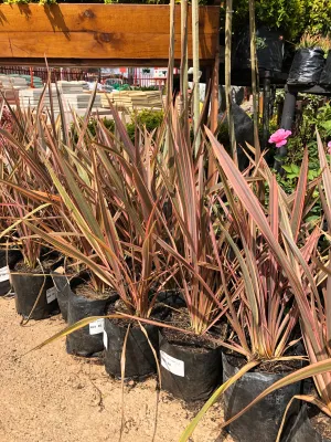 Phormium Tenax "Flamingo"  2.5Liters