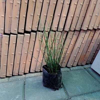 Elegia Chondropetalum 'Cape Thatch/Dekriet' 4L