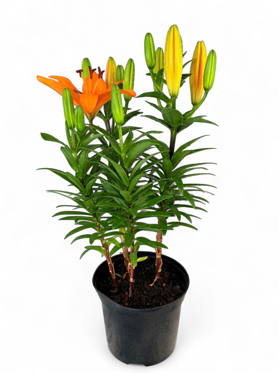 Lilium Asiaticum "Asiatic Lily" Mixed Colours (starting to flower) 15cmPot