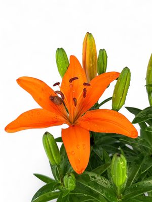 Lilium Asiaticum "Asiatic Lily" Mixed Colours (starting to flower) 15cmPot