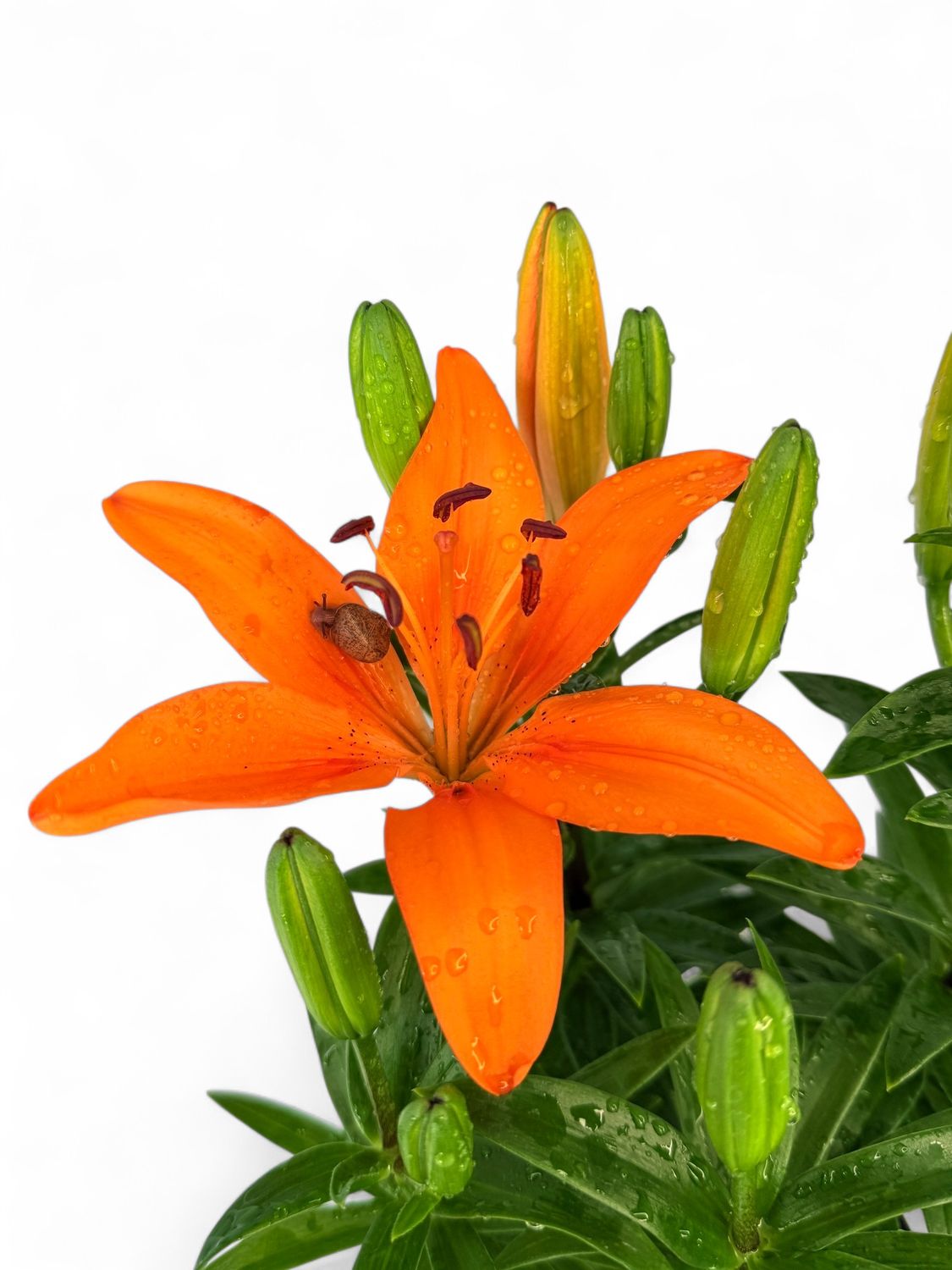 Lilium Asiatic mix 15cm pot