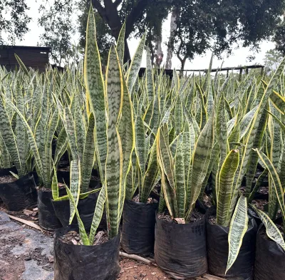 Sansevieria Trifasciata "Green &amp; Yellow Snake" 10Liter
