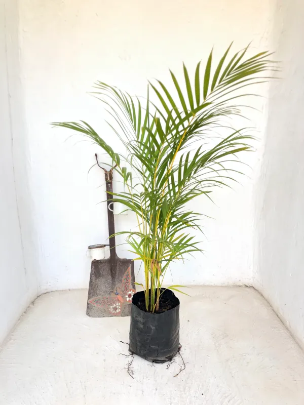 Chamaedorea Seifrizii "Bamboo Palm" 10Liter