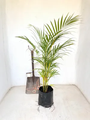 Chamaedorea Seifrizii "Bamboo Palm" 10Liter