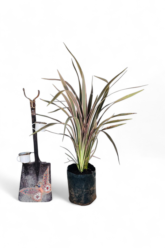 Phormium Flax "Pink Stripe' 10Liters.