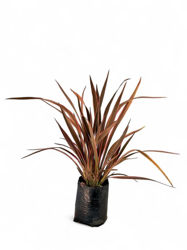Phormium Flax "Pink Stripe' 10Liters.